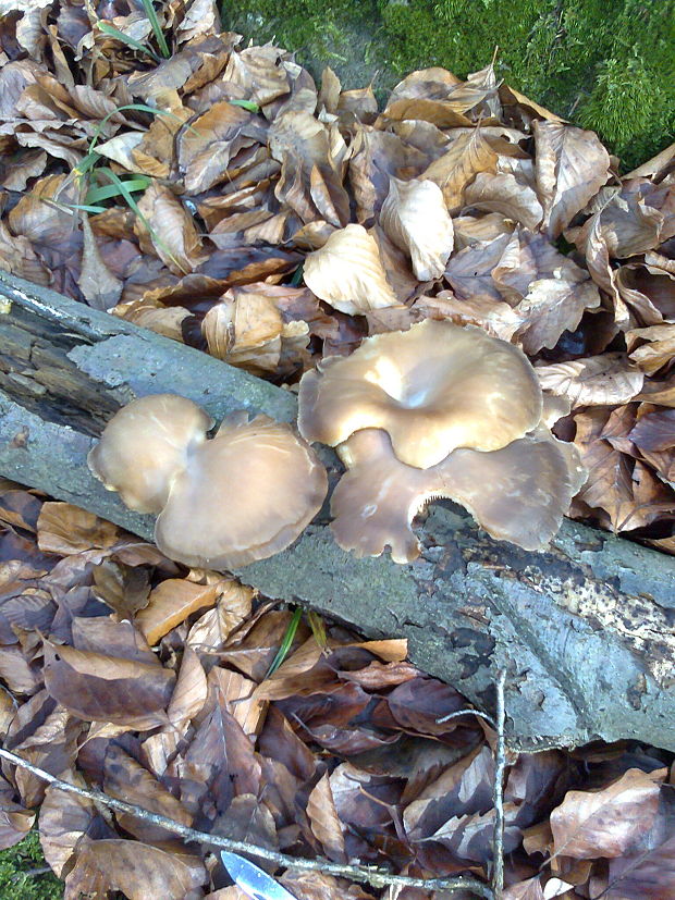 hliva Pleurotus sp.