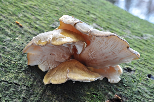 pňovka neskorá Sarcomyxa serotina (Pers.) P. Karst.