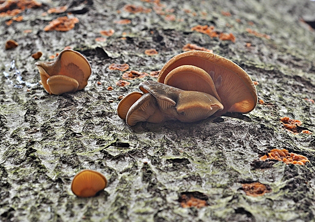 pňovka neskorá Sarcomyxa serotina (Pers.) P. Karst.