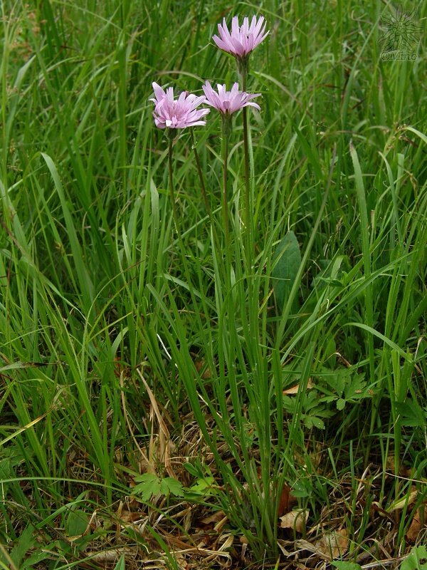 hadomor ružový Scorzonera rosea Waldst. et Kit.