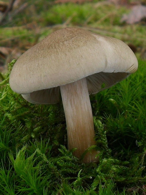 čírovka sp. Tricholoma sp.