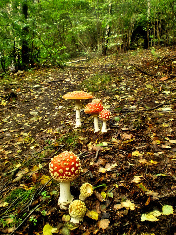 muchotrávka červená Amanita muscaria (L.) Lam.