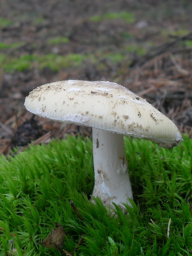 muchotrávka Amanita sp.