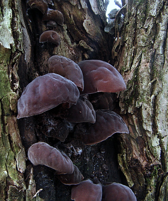 uchovec bazový Auricularia auricula-judae (Bull.) Quél.