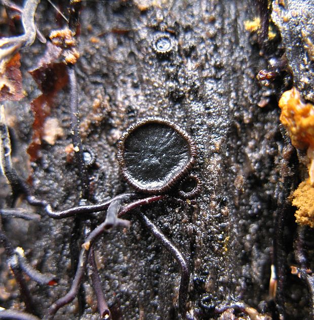 katinelka olivová ??? Catinella olivacea (Batsch) Boud.