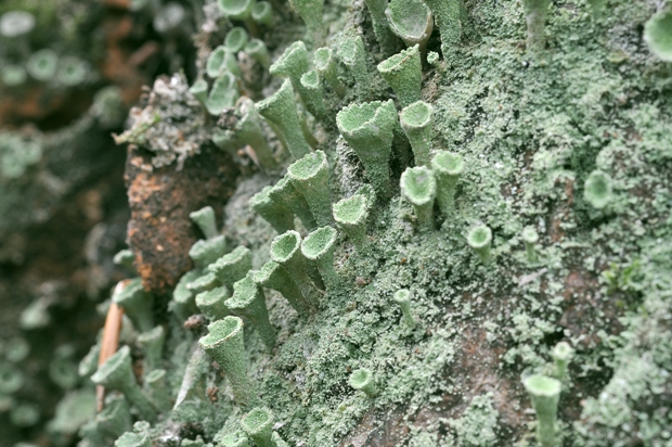 dutohlávka riasnatá Cladonia fimbriata (L.) Fr.