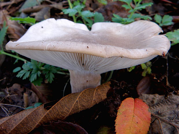 strmuľka inovaťová Clitocybe nebularis (Batsch) P. Kumm.