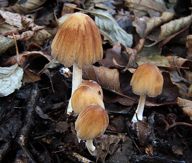 hnojník Coprinellus sp.