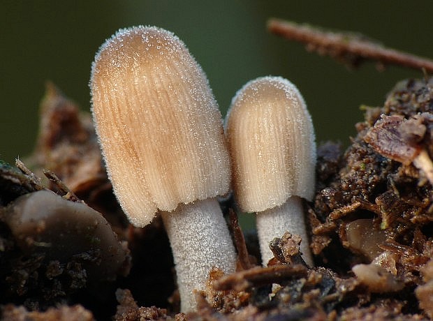 hnojník Coprinellus sp.