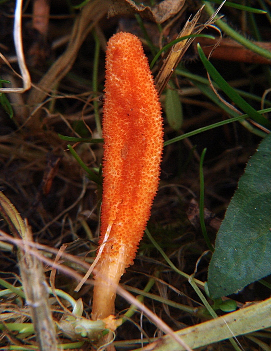 žezlovka hmyzová Cordyceps militaris (Fr.) Link