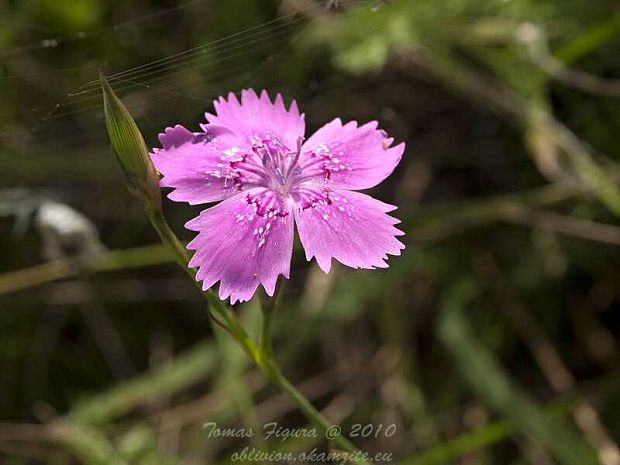 klinček slzičkový Dianthus deltoides L.