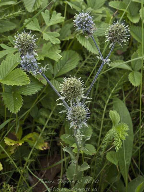 kotúč modrastý Eryngium planum L.