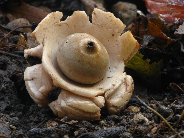 hviezdovka trojitá Geastrum triplex Jungh.