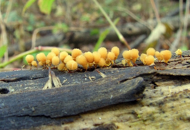 vlasovníčka kyjačikovitá Hemitrichia clavata (Pers.) Rostaf.