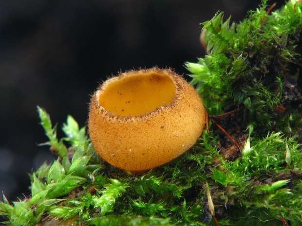 humária oranžová Humaria aurantia (Clem.) Häffner, Benkert & Krisai