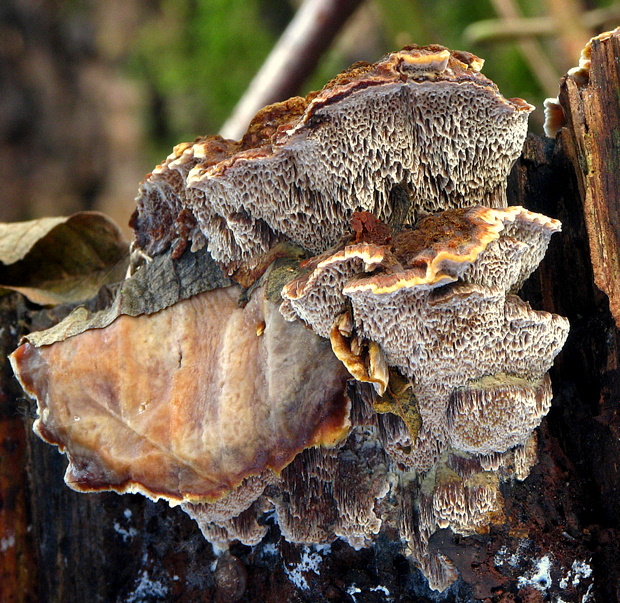 ryšavec lúčový Inonotus radiatus (Sowerby) P. Karst.