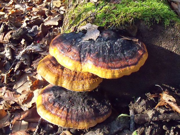smolokôrovka buková Ischnoderma resinosum (Schrad.) P. Karst.