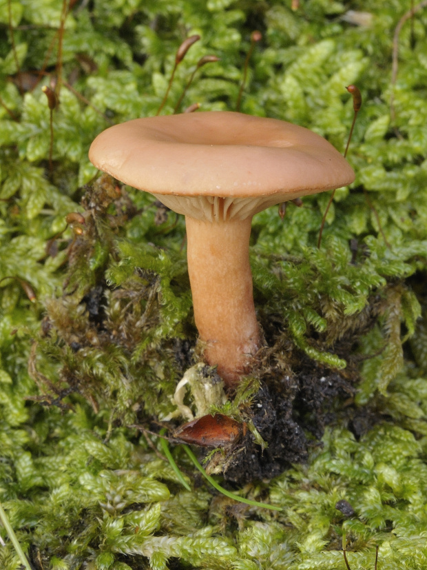 rýdzik klamný Lactarius cf. decipiens Quél.