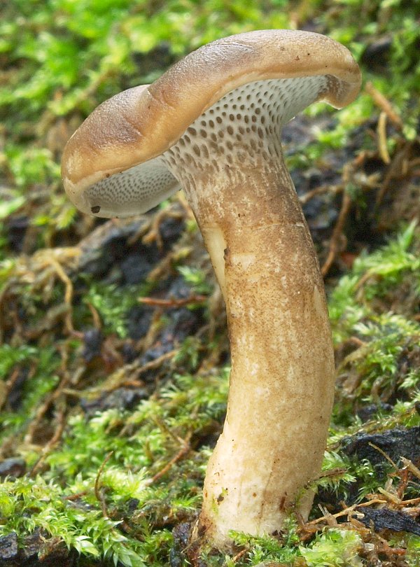 trúdnik plástovitý Lentinus arcularius (Batsch) Zmitr.