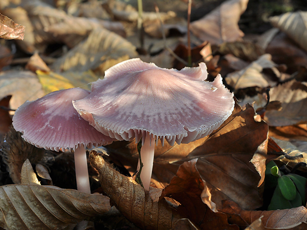 prilbička ružovkastá Mycena rosea Gramberg