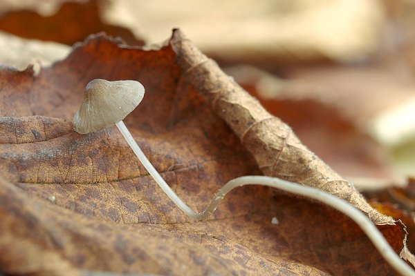 prilbička Mycena sp.