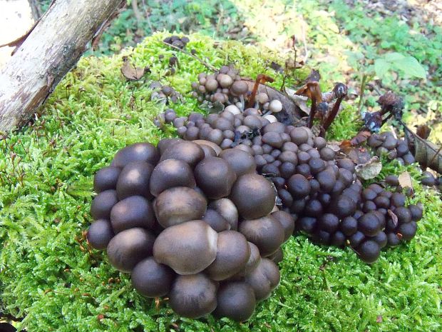 prilbička hnedosivá Mycena tintinnabulum (Paulet) Quél.