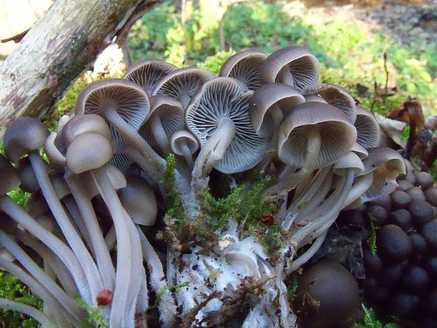 prilbička hnedosivá Mycena tintinnabulum (Paulet) Quél.