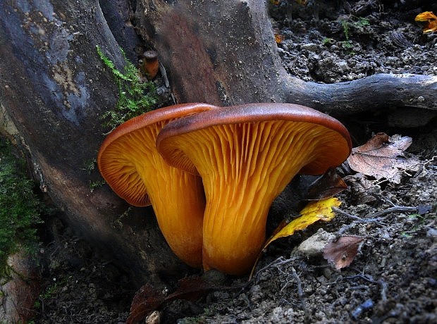 kališník hnedooranžový Omphalotus olearius (DC.) Singer