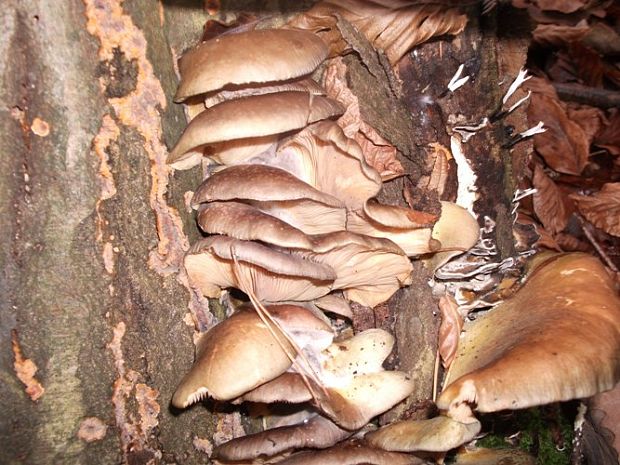 hliva ustricovitá Pleurotus ostreatus (Jacq.) P. Kumm.