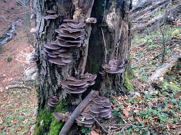 hliva ustricovitá Pleurotus ostreatus (Jacq.) P. Kumm.