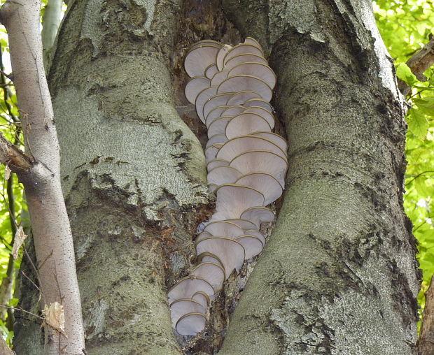 hliva ustricovitá Pleurotus ostreatus (Jacq.) P. Kumm.