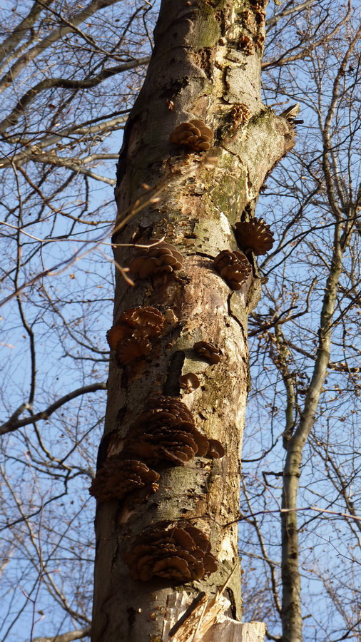 hliva ustricovitá Pleurotus ostreatus (Jacq.) P. Kumm.