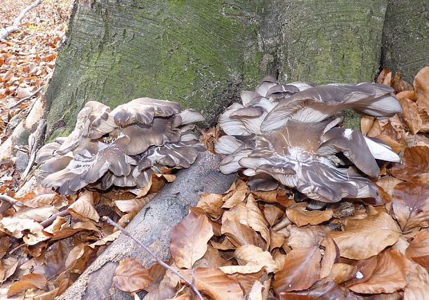 hliva ustricovitá Pleurotus ostreatus (Jacq.) P. Kumm.