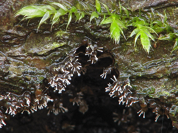 parazitická huba  Polycephalomyces cf. tomentosus