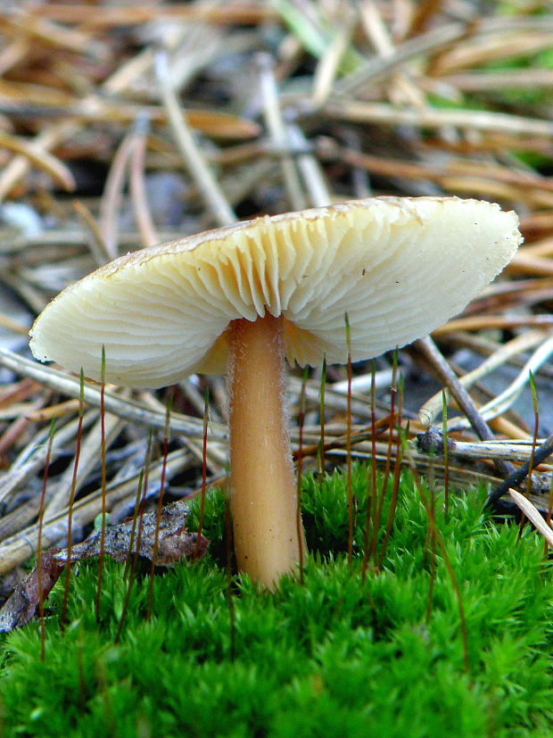 peniazovka maslová Rhodocollybia butyracea (Bull.) Lennox