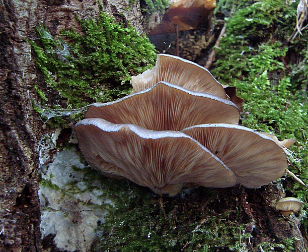 pňovka neskorá Sarcomyxa serotina (Pers.) P. Karst.