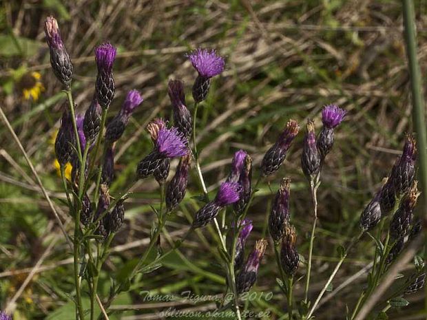 kosienka farbiarska Serratula tinctoria L.