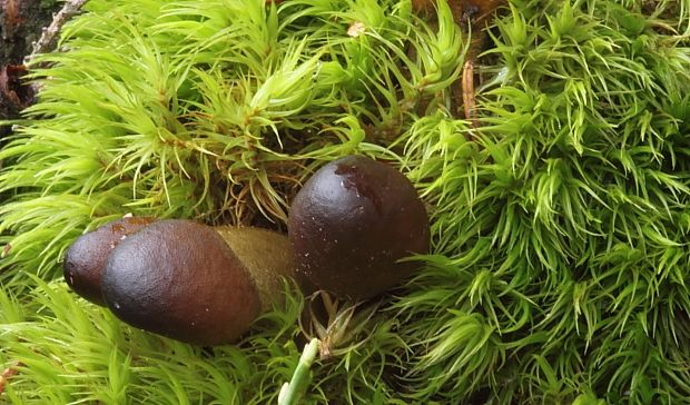 žezlovka hlavičkatá Tolypocladium capitatum (Holmsk.) Quandt, Kepler & Spatafora