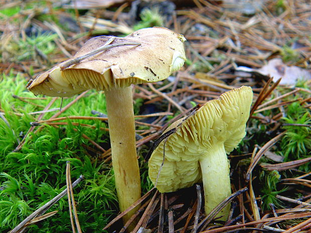 čírovka zelenkastá Tricholoma equestre (L.) P. Kumm.