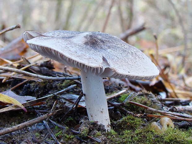 čírovka Tricholoma sp.