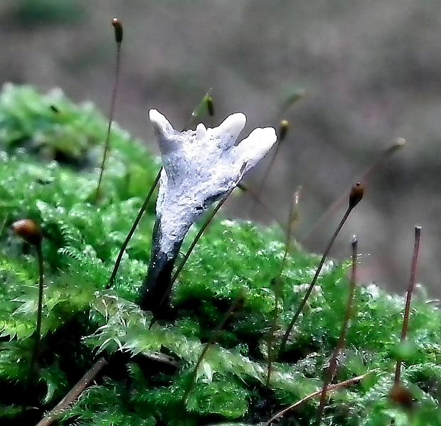 drevnatec parohatý Xylaria hypoxylon (L.) Grev.