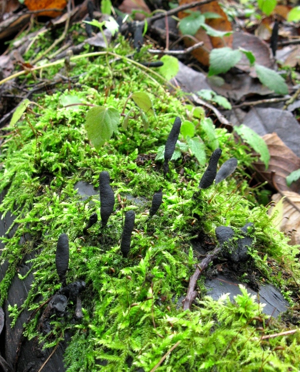 drevnatec štíhly Xylaria longipes Nitschke