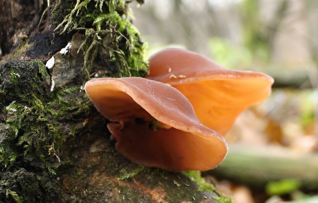 uchovec bazový Auricularia auricula-judae (Bull.) Quél.