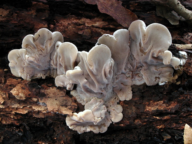 uchovka pásikavá Auricularia mesenterica (Dicks.) Pers.