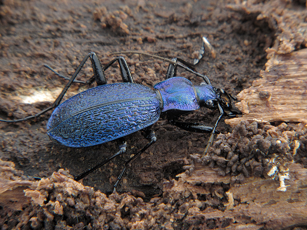 bystruška vráskavá Carabus intricatus