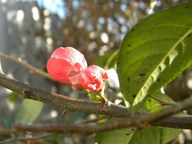 dulovec nádherný Chaenomeles speciosa (Sweet) Nakai