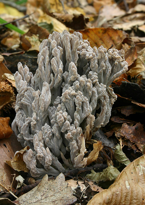 konárovka popolavá Clavulina cinerea (Bull.) J. Schröt.