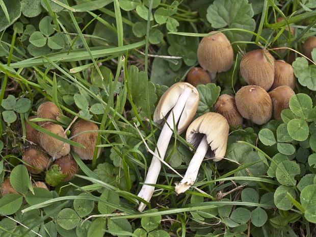 hnojník Coprinellus cf. truncorum