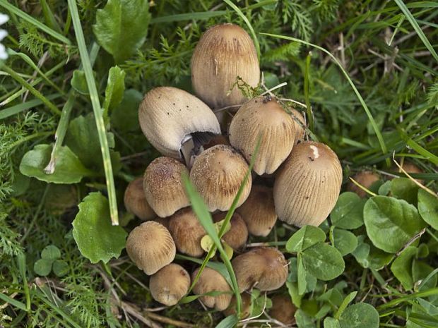 hnojník sp. Coprinellus sp.