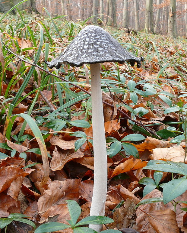 hnojník strakatý Coprinopsis picacea (Bull.) Redhead, Vilgalys & Moncalvo